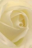 This intimate perspective brings you right into the tender heart of a cream-white rose as if you are cradled among its petals. The spiraling arrangement draws the eye toward the centre, where every layer softly enfolds the next, touched by diffused light familiar to Tring's gentle mornings. The petals, satin-soft to the eye and almost weightless, reflect a tranquility echoed by the town's parks and quiet lanes. Gentle shadows create a sense of depth, making the rose feel both delicate and resilient-a pure symbol for expressing sympathy, sending admiration, or celebrating new beginnings in Tring. The suggestion of a delicate, sweet fragrance lingers, underscoring the skill and sincerity embedded in the arrangement. Every curl and overlapping fold is a testament to local floral artistry, capturing not only the bloom's visual splendour but also the meaningful intent behind each thoughtful gesture shared within the Tring community.